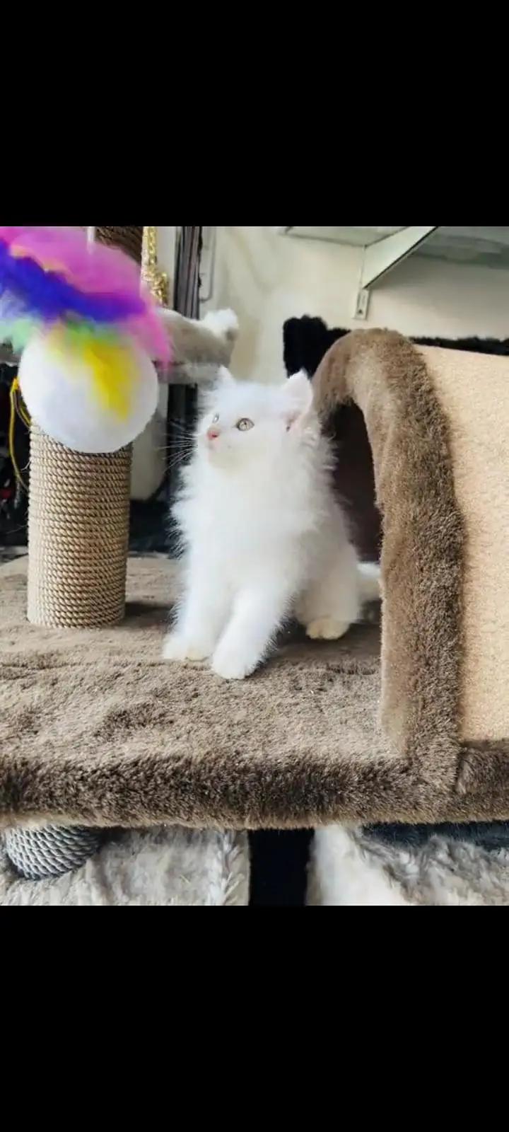 persian cat for sale MywatsapppNumber 0309-37-13-771 — photo 3