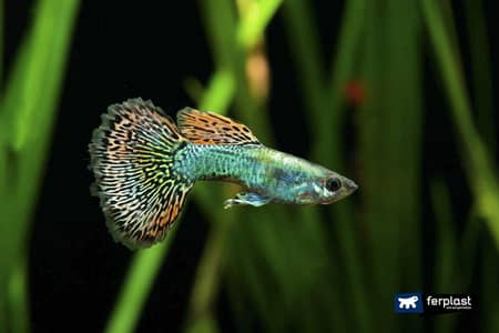 Guppy Fish Available