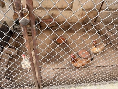 5 female hens 1 male cock