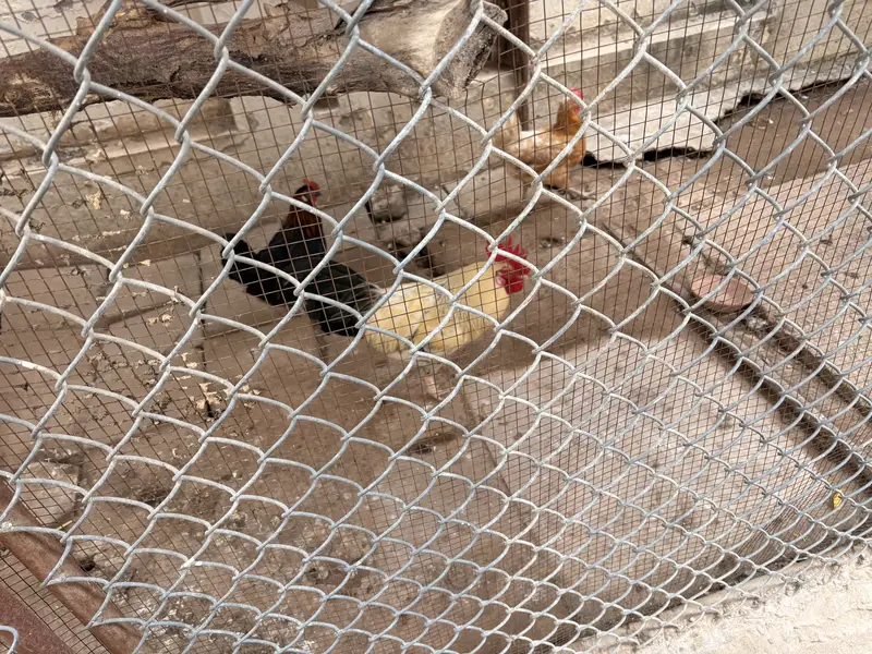 5 female hens 1 male cock — photo 2