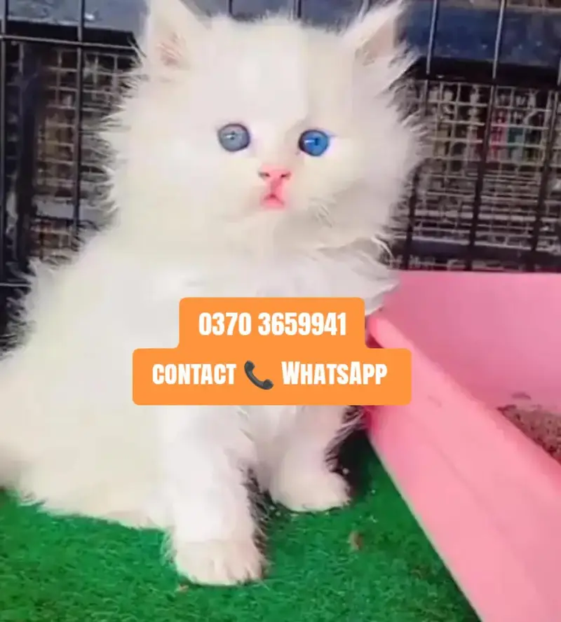 ( Persian Female Kitten ) For sale ( vaccinated ) — photo 2