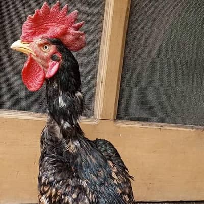 Aseel Murga For Sale Urgent