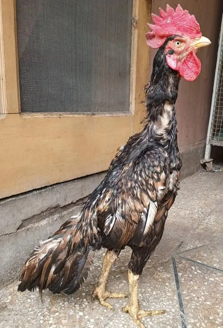 Aseel Murga For Sale Urgent — photo 2