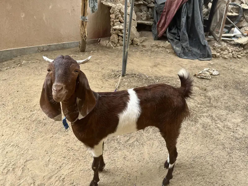 Kamore Acha nasal nasal ki hay