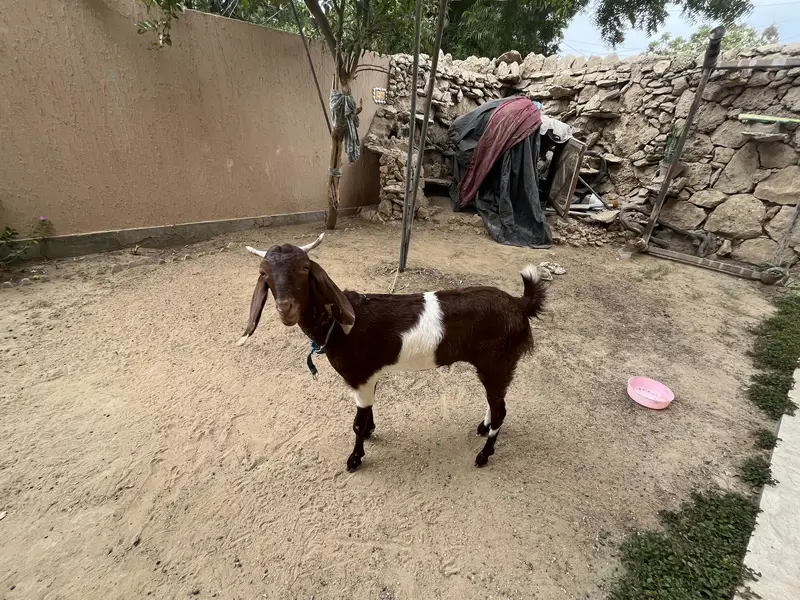 Kamore Acha nasal nasal ki hay — photo 2