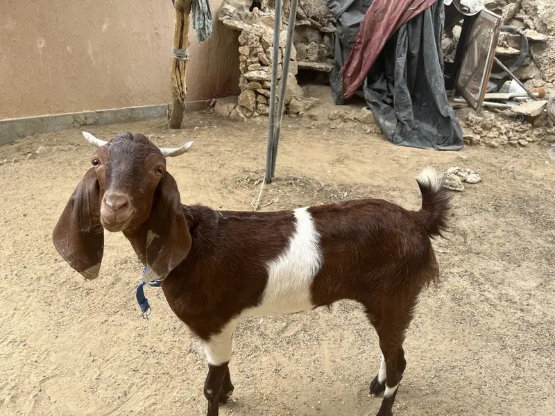 Kamore Acha nasal nasal ki hay — photo 3