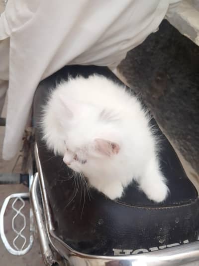 Persian cat triple coated