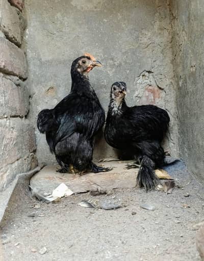Bantam pair