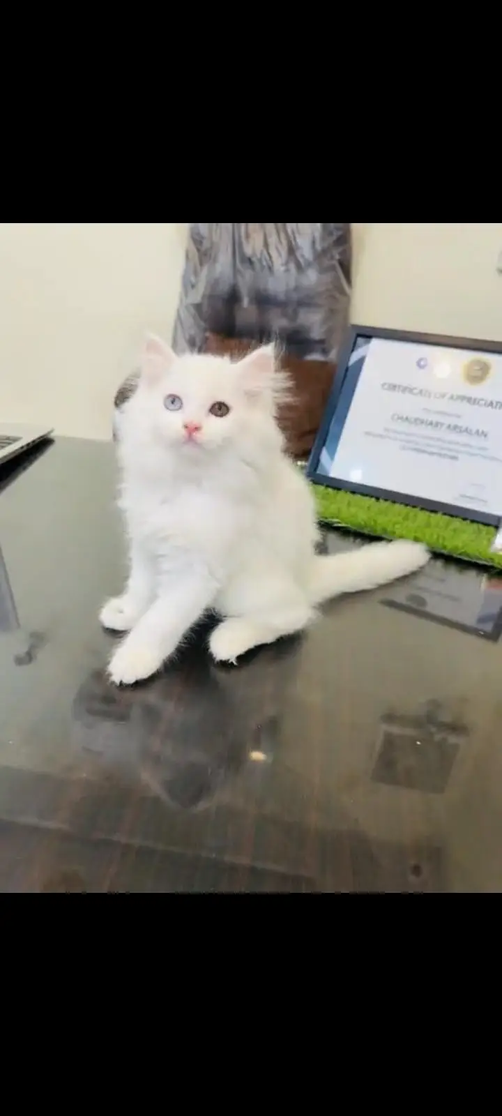 persian cat for sale MywatsapppNumber 0309-37-13-771 — photo 2