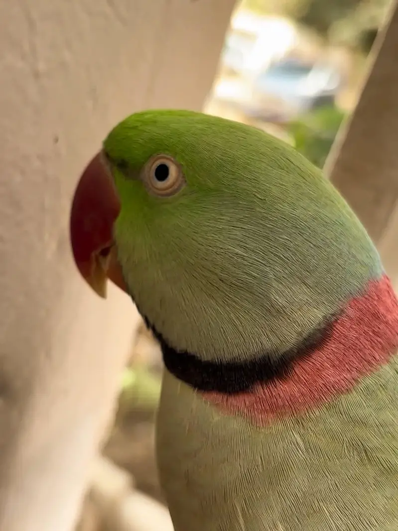raw parrot male — photo 2