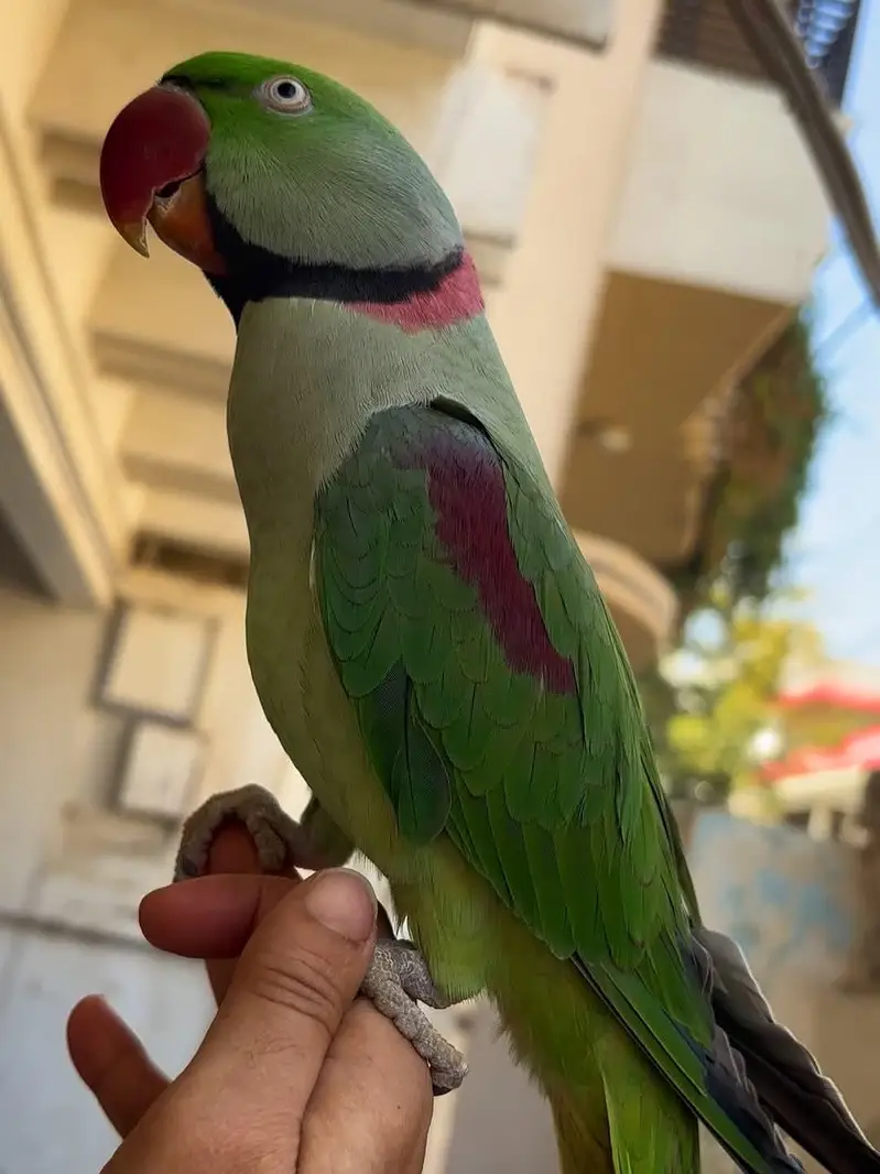 raw parrot male — photo 3