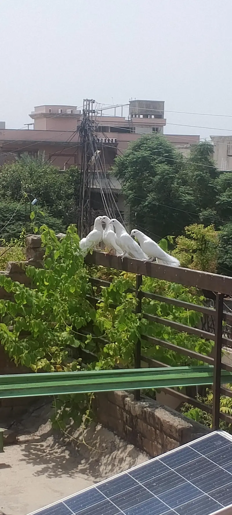 Lucky and sharazi — photo 2