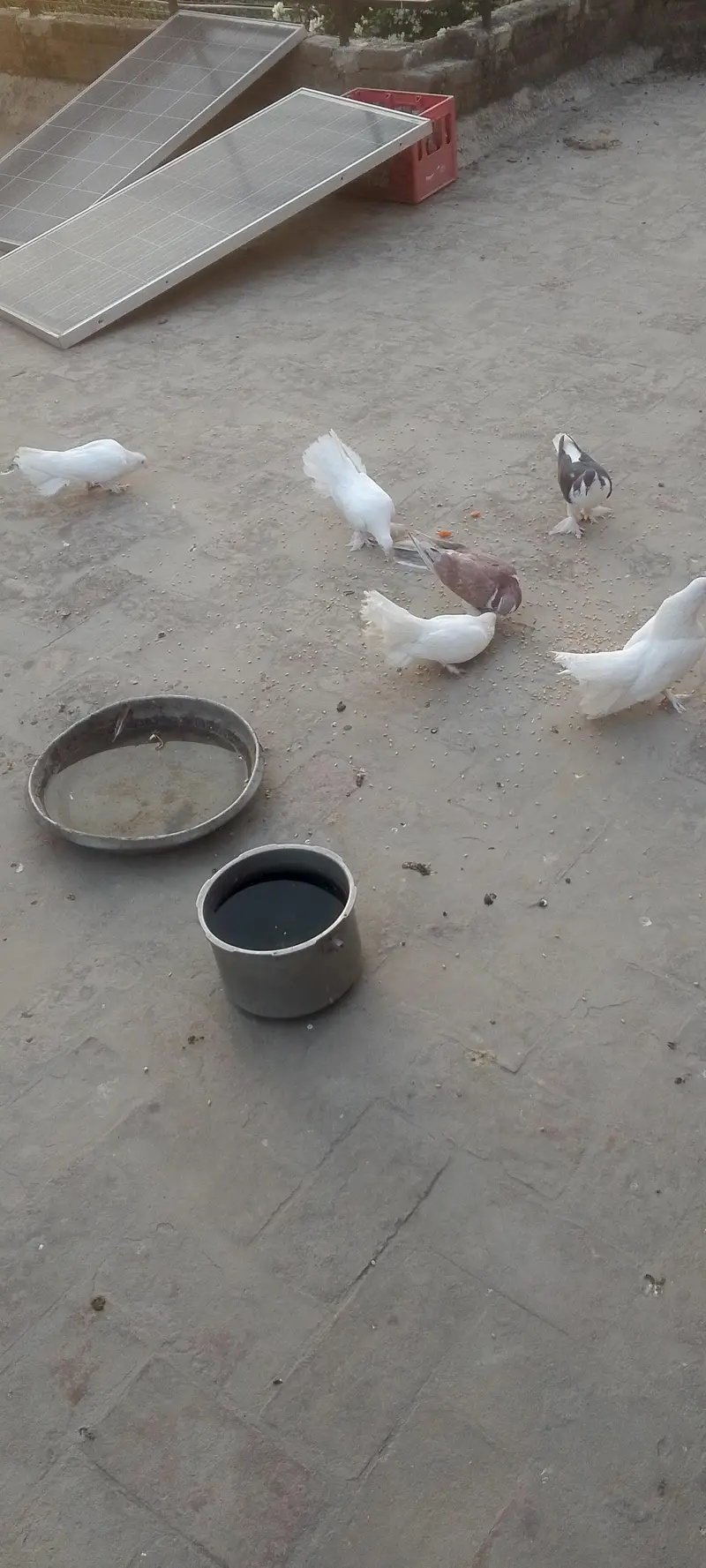 Lucky and sharazi — photo 4