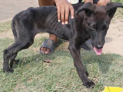 Black German shepherd stock coat female puppy