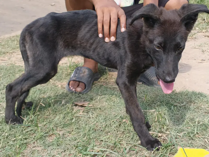 Black German shepherd stock coat female puppy