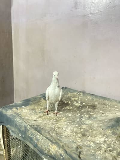 Patti wala