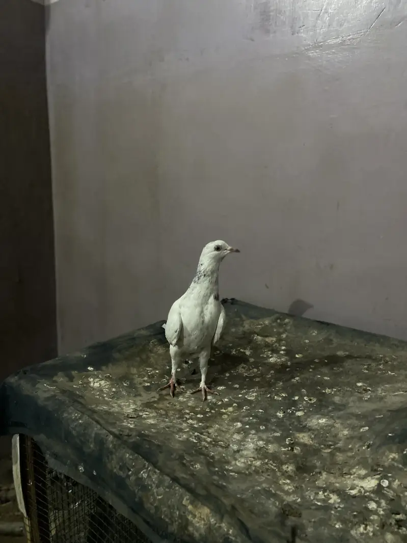 Patti wala — photo 2