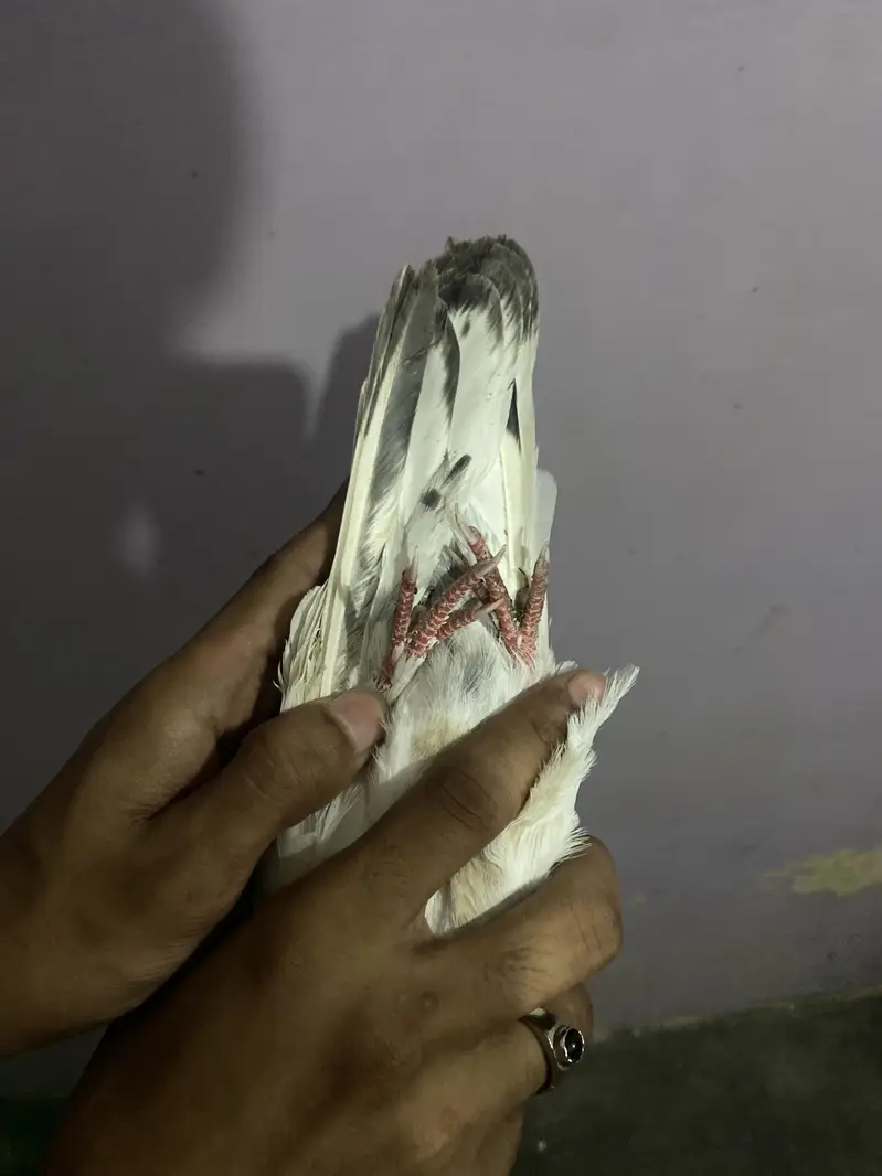 Patti wala — photo 3