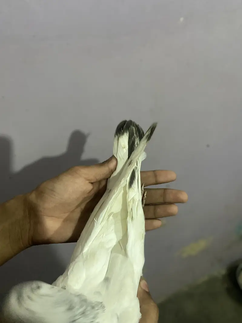 Patti wala — photo 4