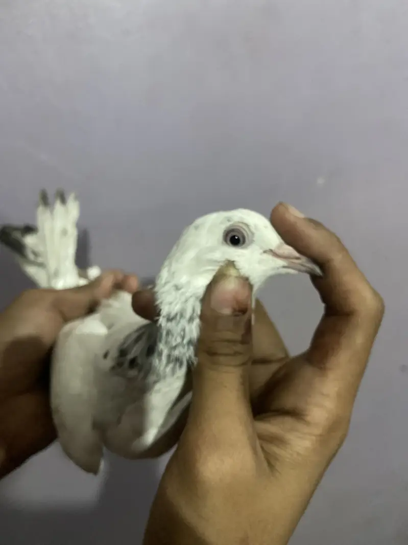 Patti wala — photo 5
