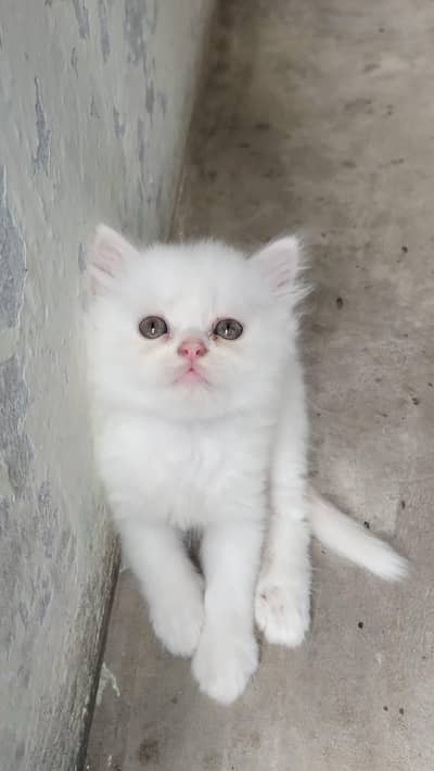 Pure Persian Kittens – 30 Days Old – For Sale