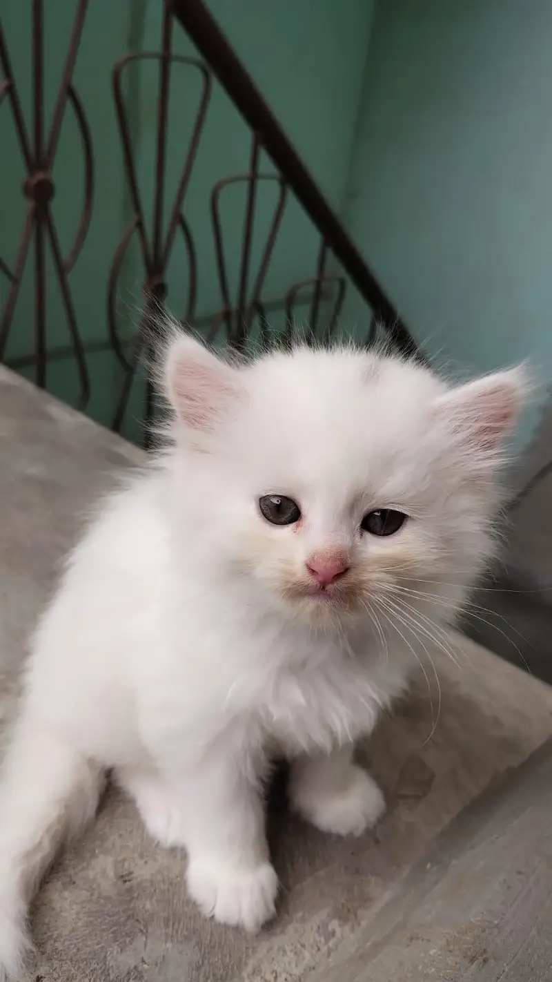 Pure Persian Kittens – 30 Days Old – For Sale — photo 2