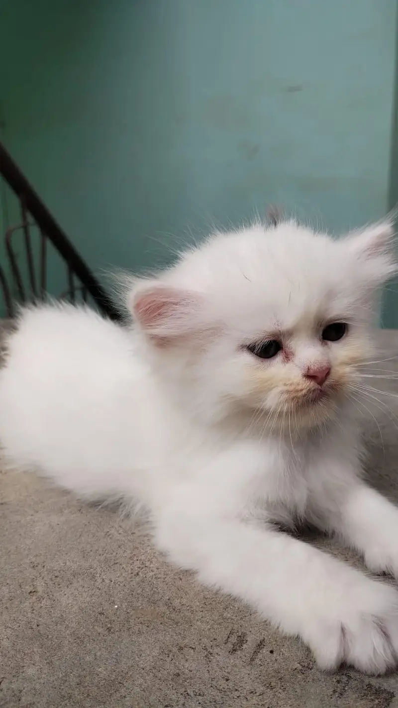 Pure Persian Kittens – 30 Days Old – For Sale — photo 3