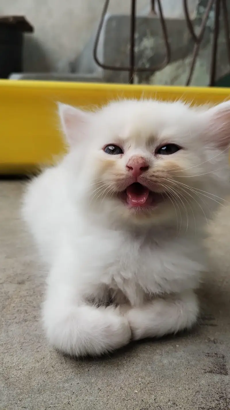 Pure Persian Kittens – 30 Days Old – For Sale — photo 4