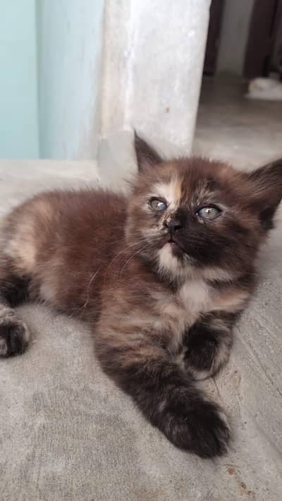 Pure Persian Kittens – 50 Days Old – For Sale