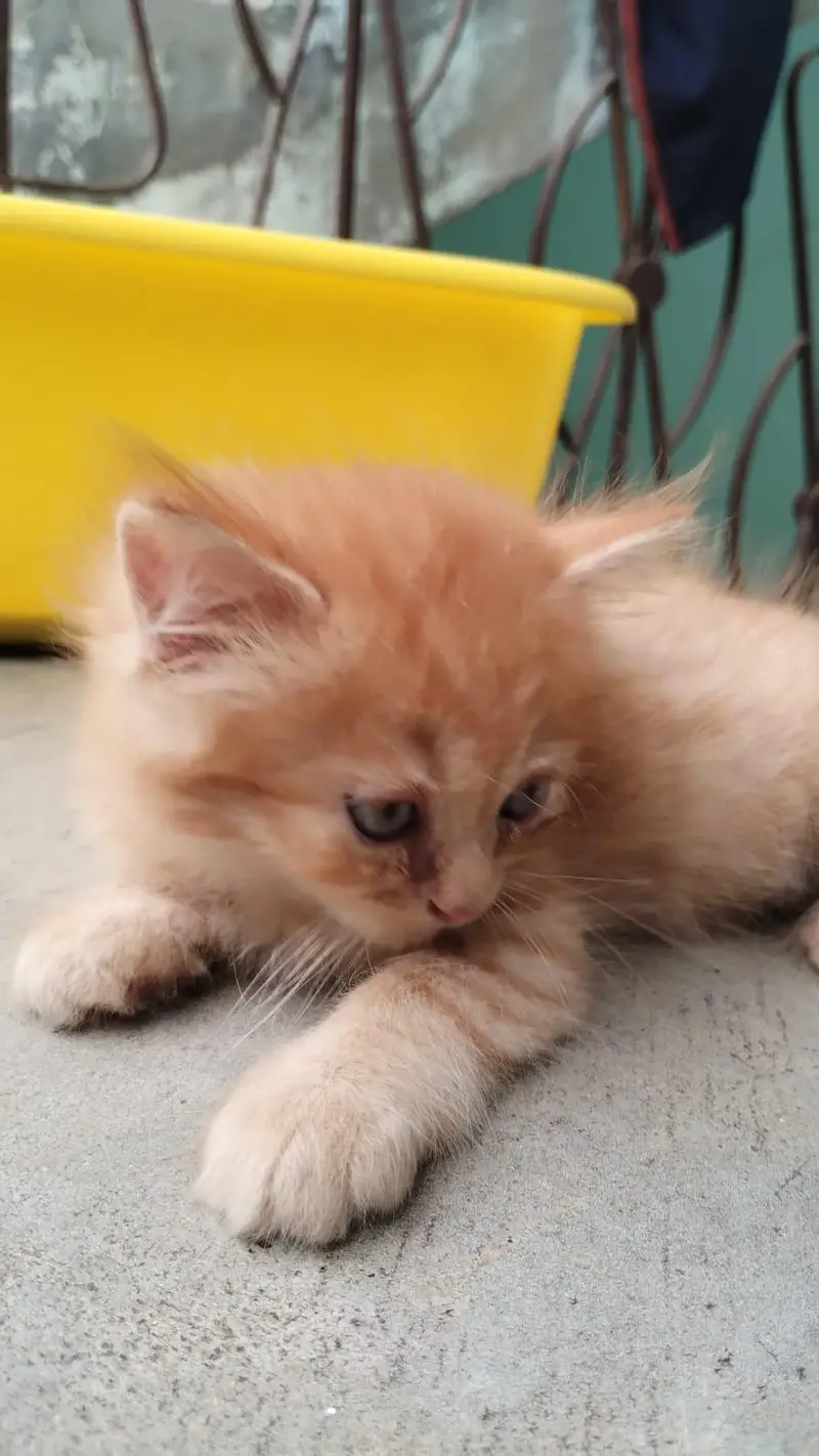 Pure Persian Kittens – 30 Days Old – For Sale — photo 6