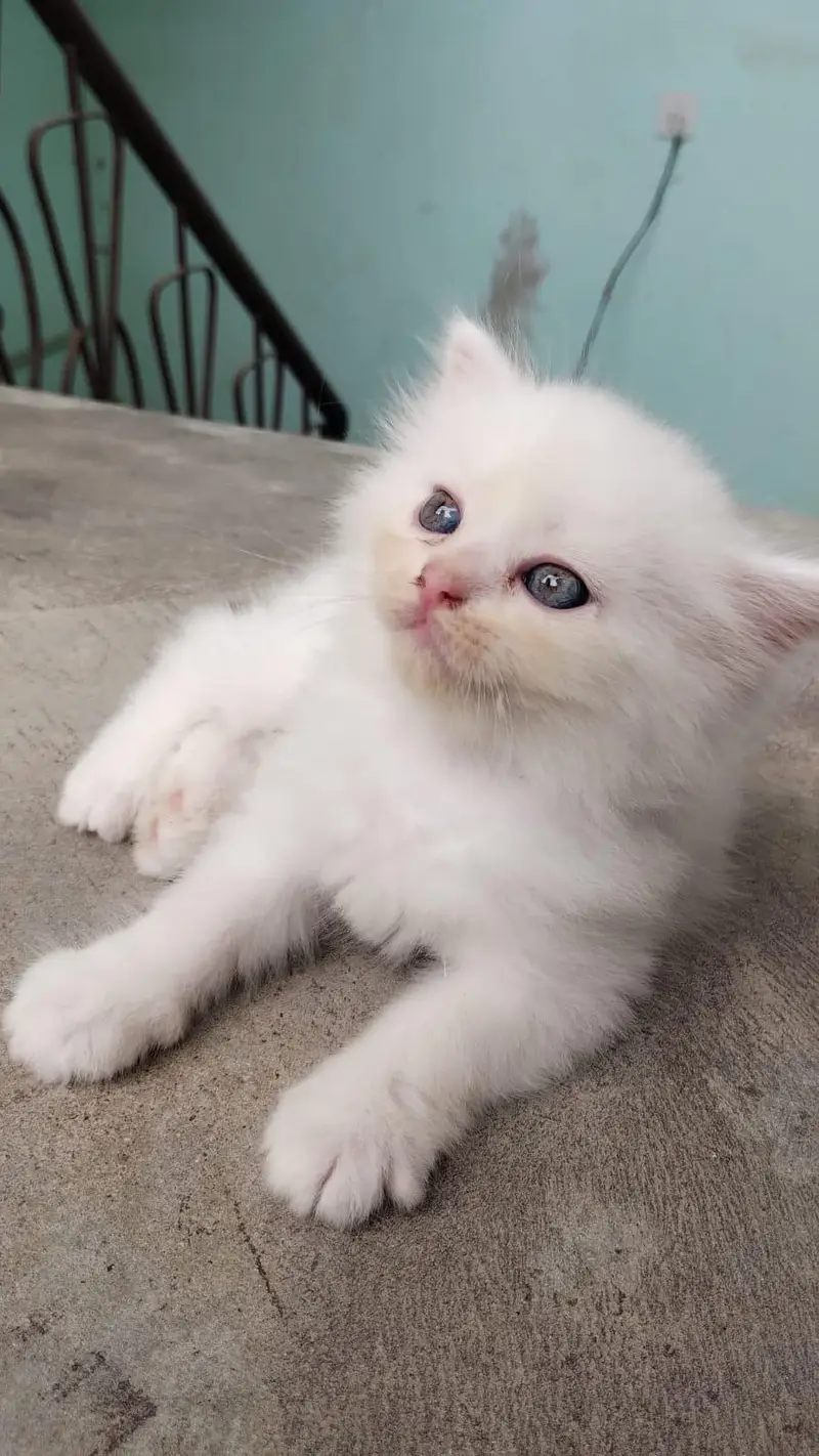 Pure Persian Kittens – 30 Days Old – For Sale — photo 7