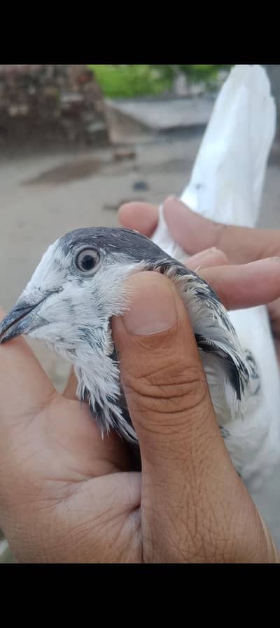 35 Wala batara pair breeder ha
