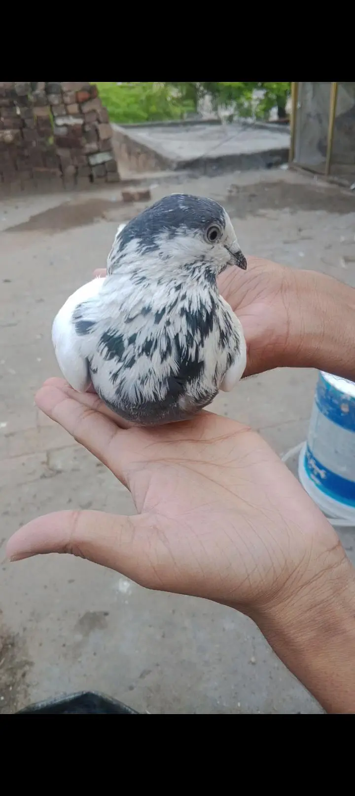 35 Wala batara pair breeder ha — photo 2