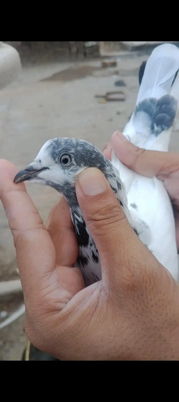 35 Wala batara pair breeder ha — photo 3