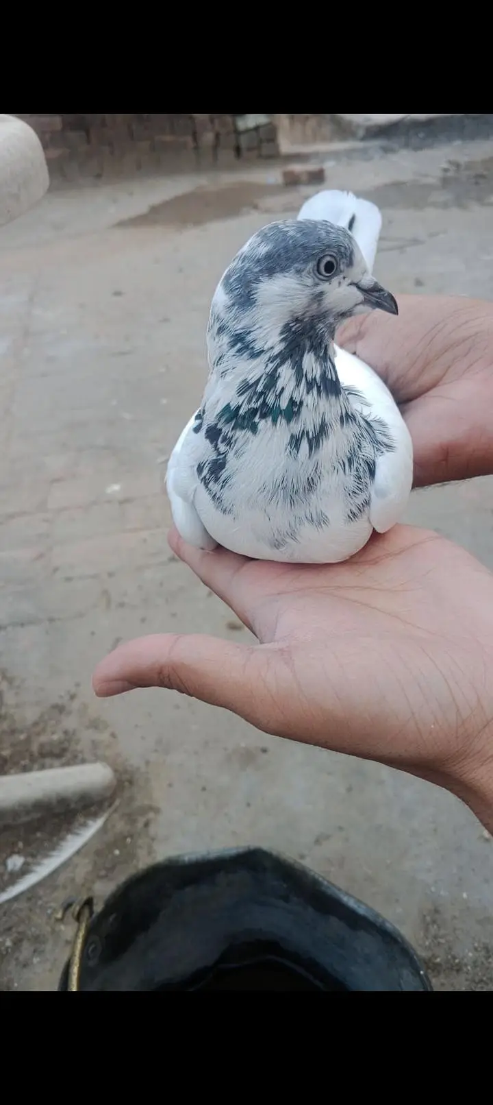 35 Wala batara pair breeder ha — photo 4