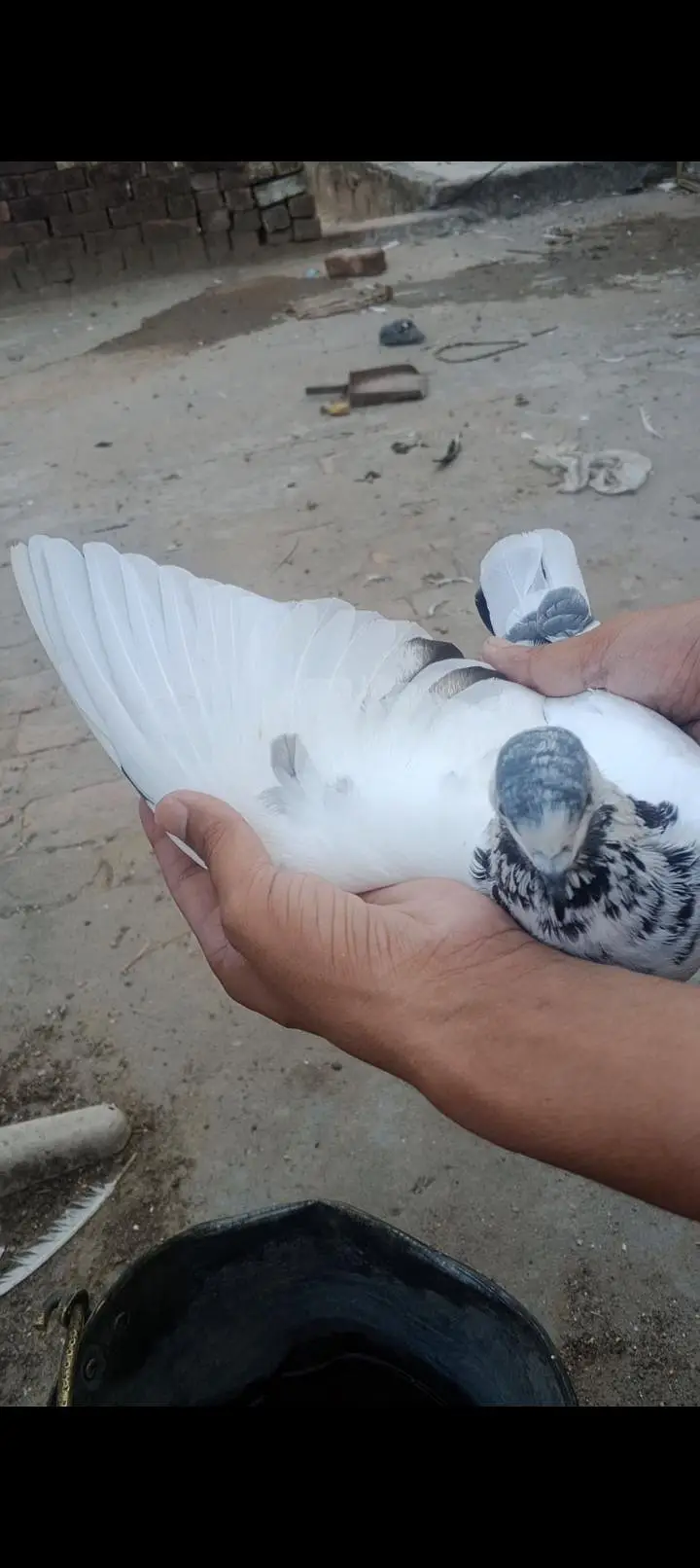 35 Wala batara pair breeder ha — photo 5
