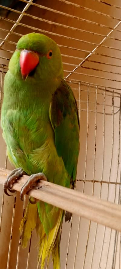 Parrots month 8