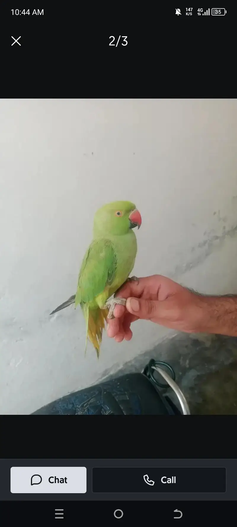 Parrots month 8 — photo 2