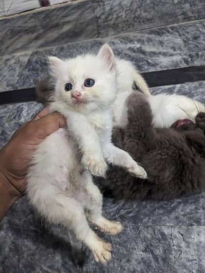 Persian Double coat kitten