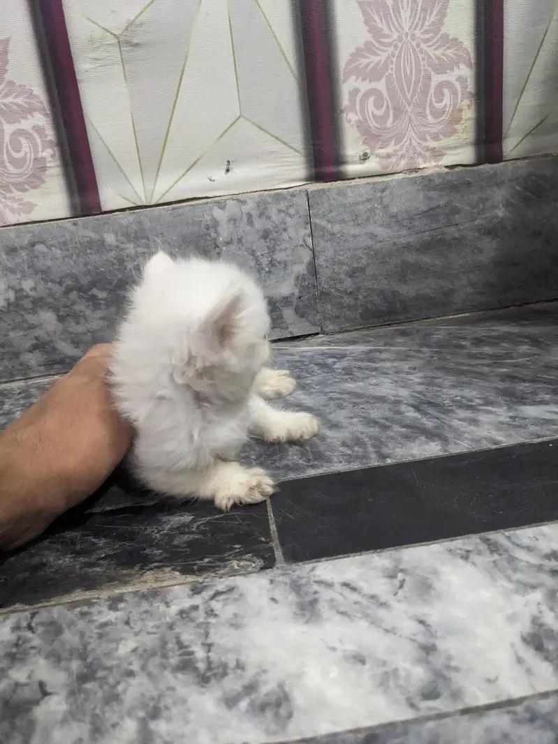 Persian Double coat kitten — photo 2
