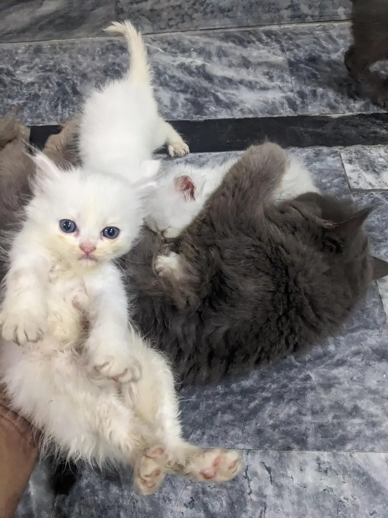 Persian Double coat kitten — photo 3