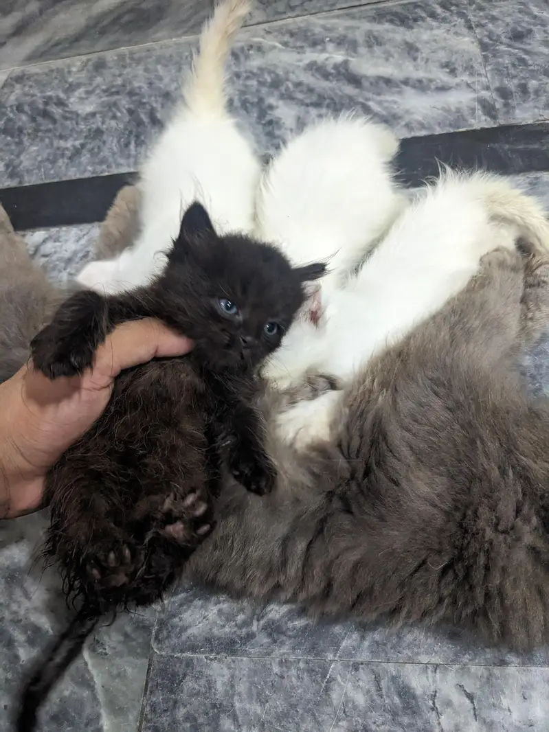 Persian Double coat kitten — photo 4