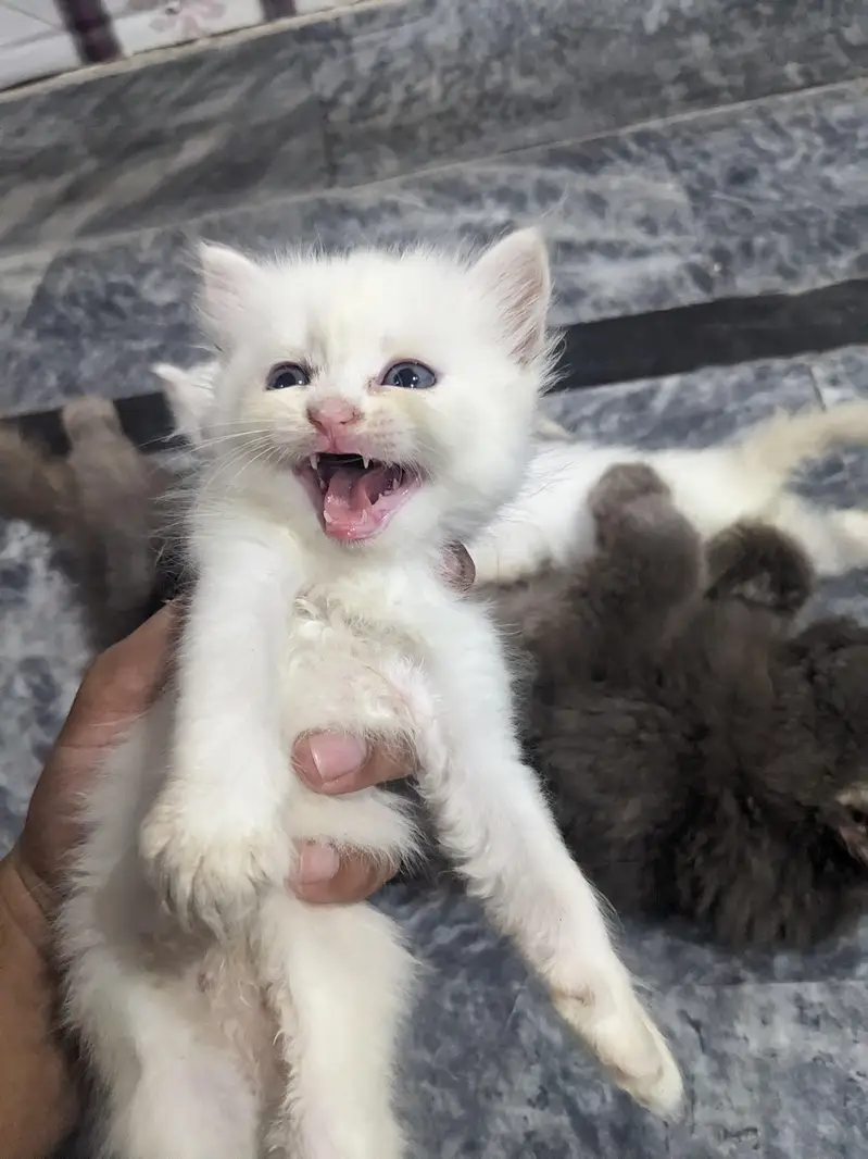 Persian Double coat kitten — photo 5