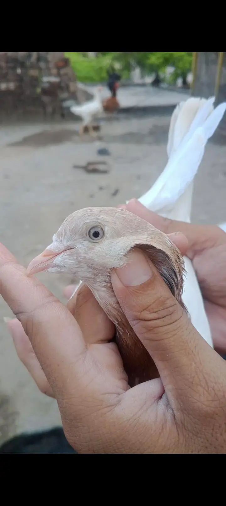 Indian lakha rumpuri pair 03076212951