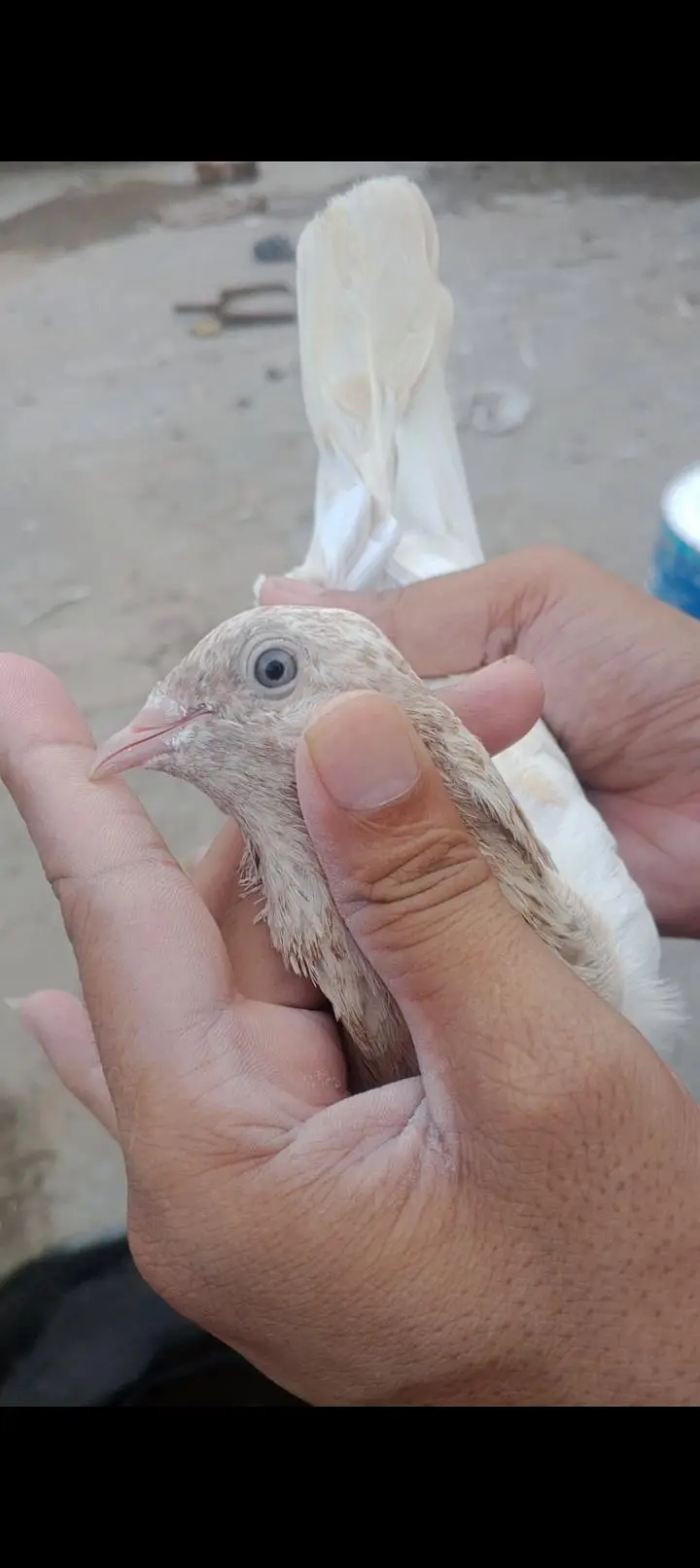 Indian lakha rumpuri pair 03076212951 — photo 4