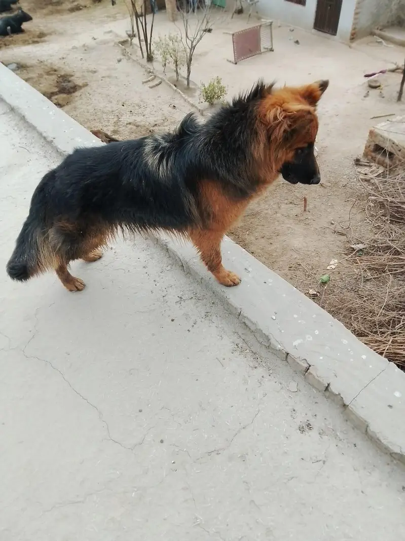 German shepherd female