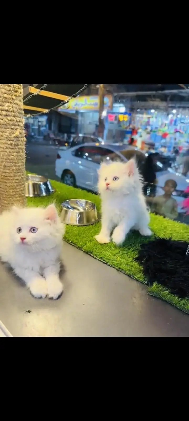 persian cat for sale MywatsapppNumber 0309-37-13-771 — photo 3