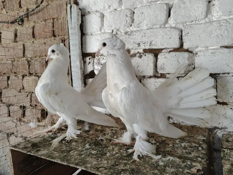 Lakky kabootar Fancy Pigeon Pair 03431683430