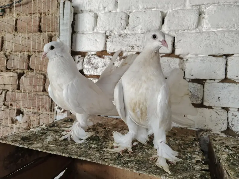 Lakky kabootar Fancy Pigeon Pair 03431683430 — photo 2