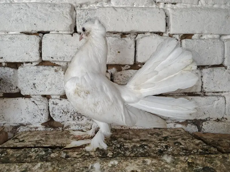 Lakky kabootar Fancy Pigeon Pair 03431683430 — photo 3